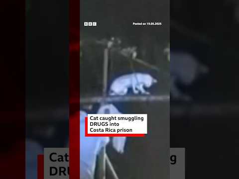 Cat caught smuggling drugs into Costa Rica prison. #CostaRica #BBCNews