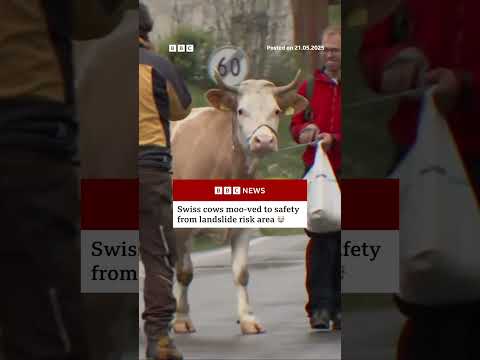Swiss cows moo-ved to safety from landslide risk area. 🐮 #Cow #Switzerland #BBCNews