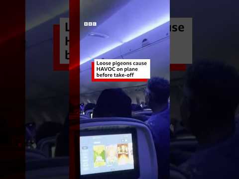 Loose pigeons cause havoc on plane before take-off. #Pigeon #Airplane #BBCNews