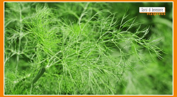 Sorsi di Benessere – Un pesto gustoso e leggero