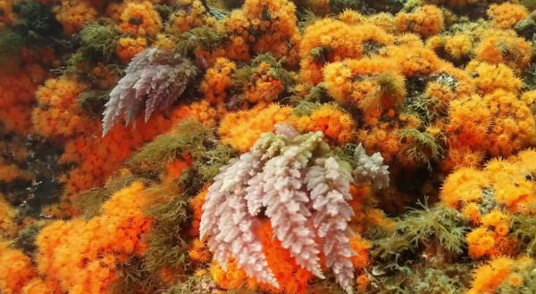 Operazione “GhostNets”, rimosse 3 tonnellate di reti fantasma