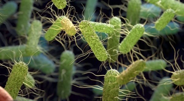 Un batterio intestinale contro obesità e diabete