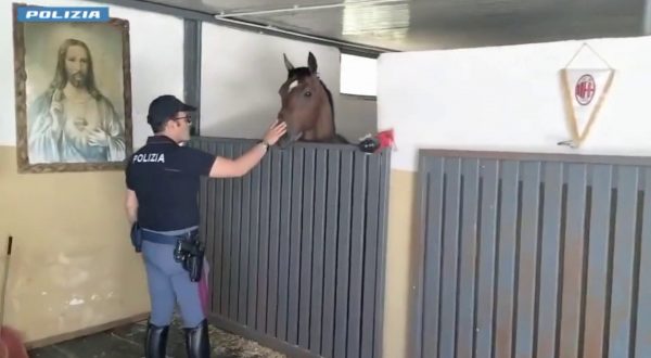 Cavallo in spazi non idonei, a Catania sanzionato gestore stalla