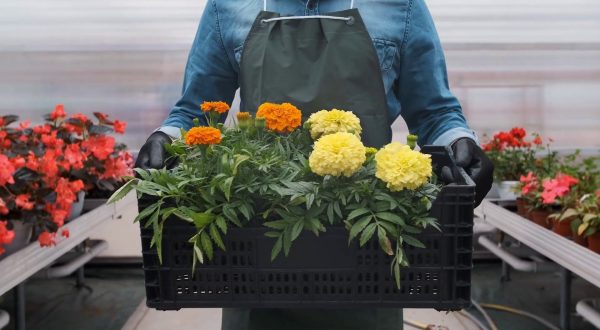 Il mercato UK riapre alle piante ornamentali italiane