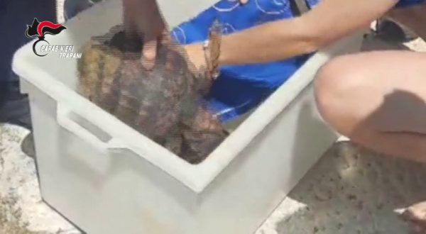 I Carabinieri salvano 4 tartarughe Caretta Caretta a Favignana