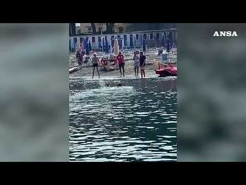 Capriolo in acqua a Sestri Levante, salvato dal comandante della Capitaneria#ansa #news