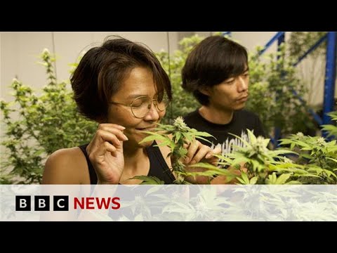 Thailand’s ‘weed wild west’ faces new rules as smuggling to UK rises | BBC News