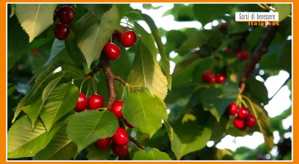 Sorsi di Benessere – Un frullato di ciliegie alleato della pelle