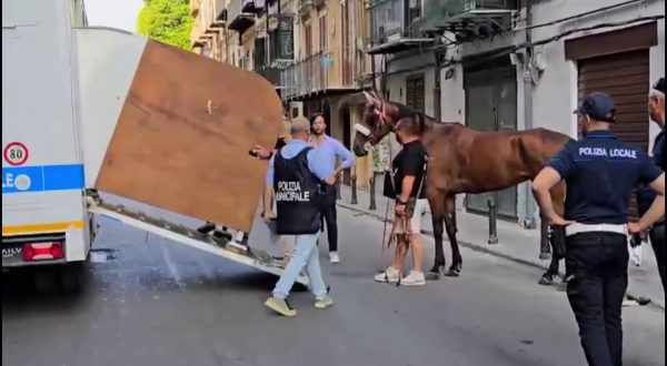 A Palermo cavallo stramazza a terra, multati conducente e proprietario