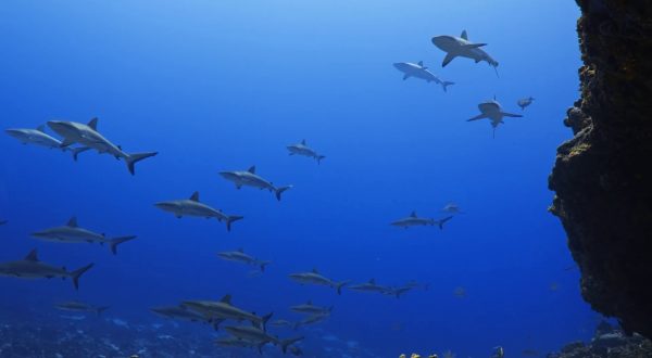 Nasce la prima mappa globale degli spostamenti della megafauna