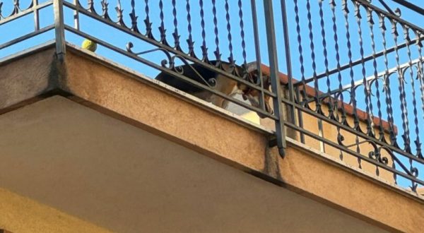 Palermo, intervento del Comune in tutela di un cane esposto al sole