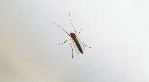 West Nile, Ministero “Monitoraggio e informazioni con il numero 1500”