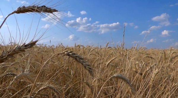 Granaio Italia, scatta l’obbligo di registrare le giacenze di cereali