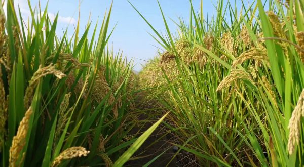 Agroalimentare, dall’Ue primo sì alla stretta sulle pratiche sleali