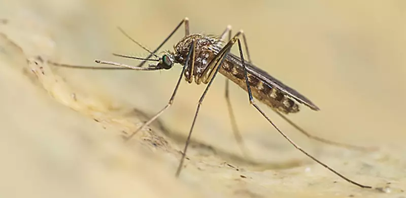 Asp Catania, isolato un caso di West Nile in un cavallo