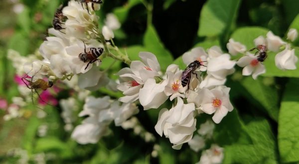 Biodiversità a rischio, WWF: serve una legge sulle OECM entro il 2030