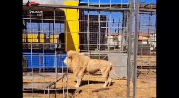I Carabinieri sequestrano 2 leoni e 2 tigri in un circo di Brindisi