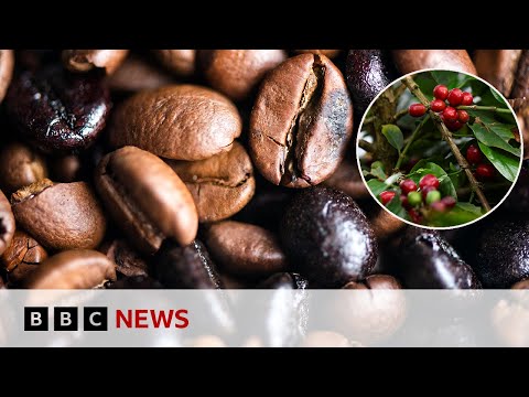 Inside Colombia’s coffee harvest as questions remain around US tariffs | BBC News