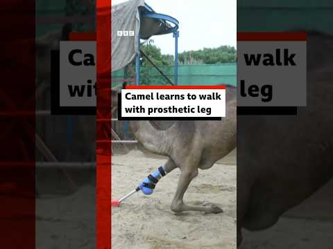 Camel learns to walk with prosthetic leg. #Camel #Pakistan #Zoo #BBCNews