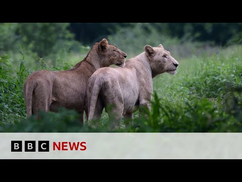 Crackdown on big cats as pets in Pakistan | BBC News