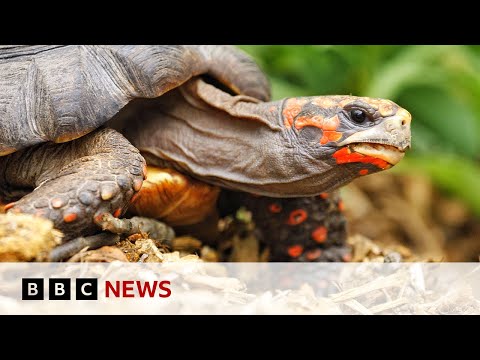 Tortoises have human-like feelings, study finds | BBC News