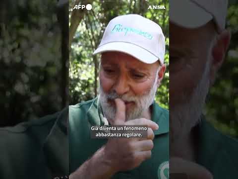 Caldo a Roma, cubetti di ghiaccio per gli animali del Bioparco #ansa #news