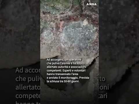 Un nuovo nido di “Caretta Caretta” sulla spiaggia di Campomarino #ansa #news