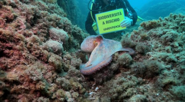 “Il mare in tasca”, la guida per tutelare il Mediterraneo