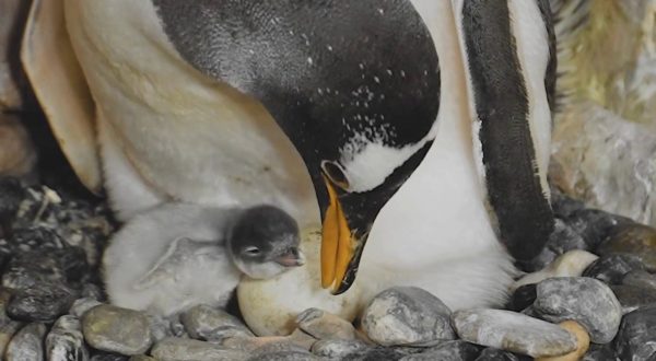 Acquario di Genova, nati tre pulcini di pinguino, le prime immagini