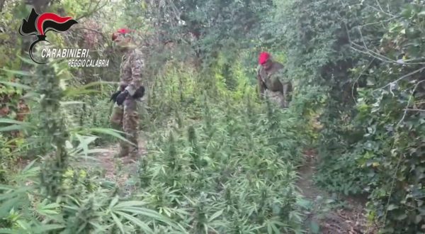 Scoperta piantagione di marijuana, in manette due reggini