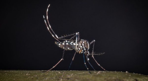 West Nile, il Policlinico di Palermo “Le analisi non confermano il caso di infezione”