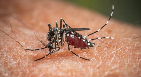 West Nile, da inizio anno 173 casi e 11 decessi in Italia