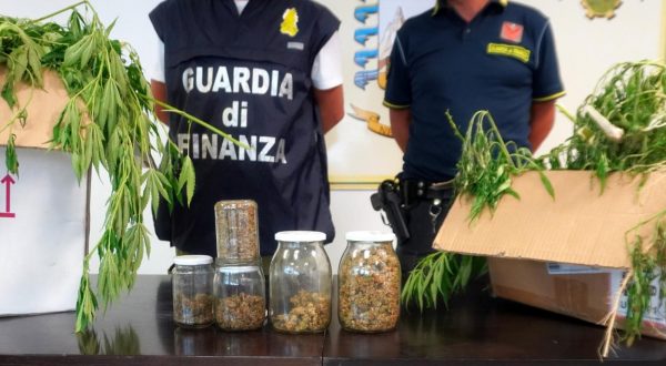 Chieti, 20 chili di marijuana nascosti tra la vegetazione