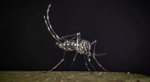 Iss, salgono a 275 i casi confermati di West Nile in Italia. 19 decessi