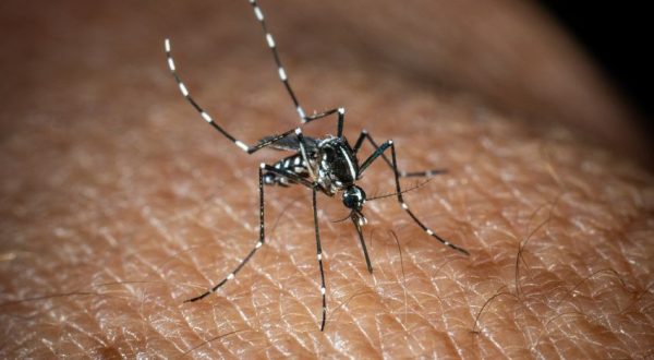 In Italia 351 casi di West Nile, 22 i decessi