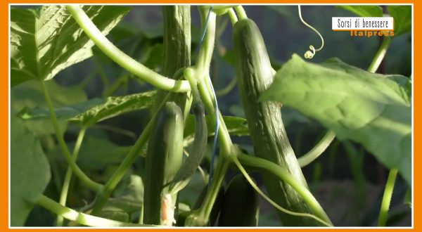 Sorsi di Benessere – Il cetriolo è poco digeribile? Ecco perché