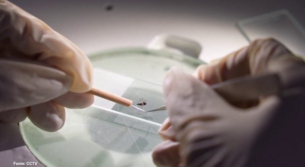 La Cina ora teme l’epidemia di Chikingunya causata dalle zanzare