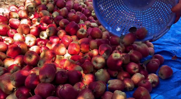 Agricoltura, l’Italia conquista la leadership in Europa