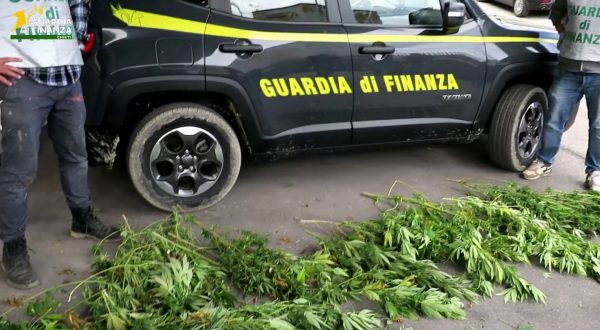 A Chieti sequestrati 20 chili di marijuana nascosti tra la vegetazione