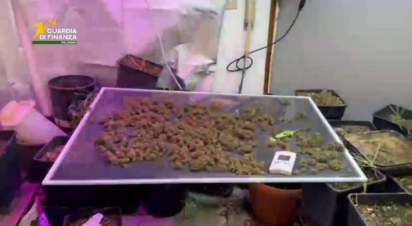 Piantagione di marijuana e 2 revolver in villa, due arresti a Palermo