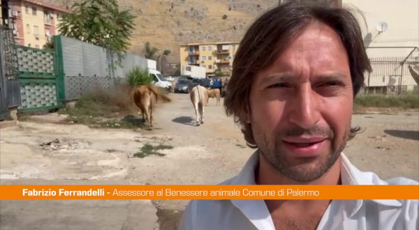 Scoperto pascolo abusivo a Palermo, mucche a spasso al Borgo Nuovo