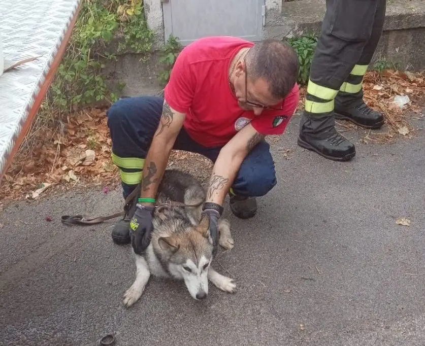 Cane lanciato dal viadotto Palermo-Sciacca, Ferrandelli “Ennesima crudeltà”
