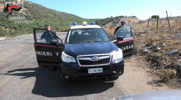 Danno fuoco a dei cavi di rame in un bosco, due arresti nel palermitano