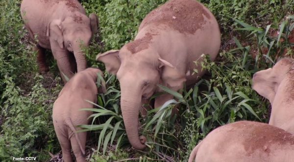 Aumentano gli elefanti selvatici in Cina