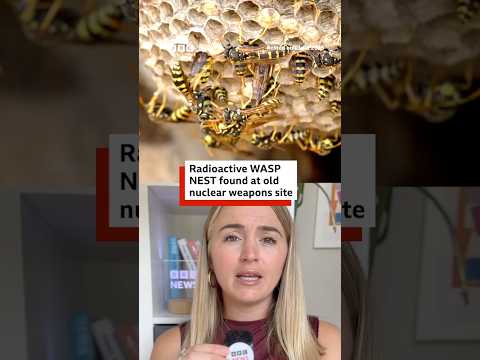 Radioactive wasps nest found at old US nuclear weapons site. #Wasps #Nuclear #BBCNews