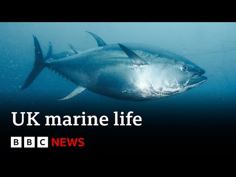Record warm seas bring extraordinary new species to UK waters | BBC News