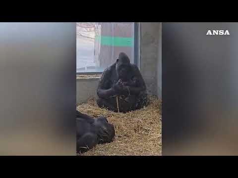 Fasano, prima nascita di un gorilla in Italia dopo quasi 50 anni #ansa #news