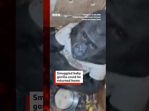 Rescued baby gorilla recovers from smuggling ordeal. #Istanbul #BBCNews