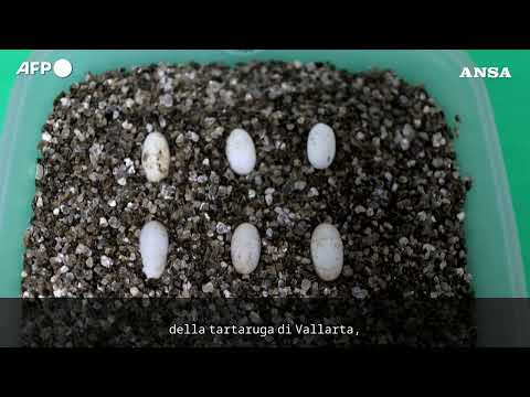 In Messico e’ nata la tartaruga del fango di Vallarta, la piu’ piccola del mondo #ansa #news