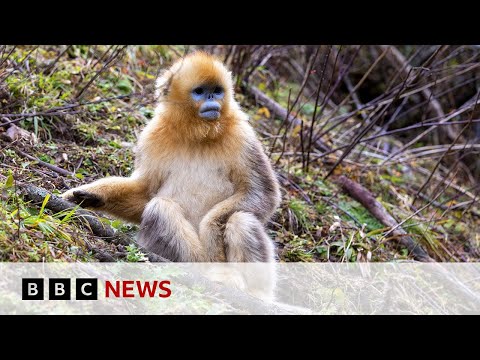 The battle to save China’s rare snub-nosed monkey | BBC News